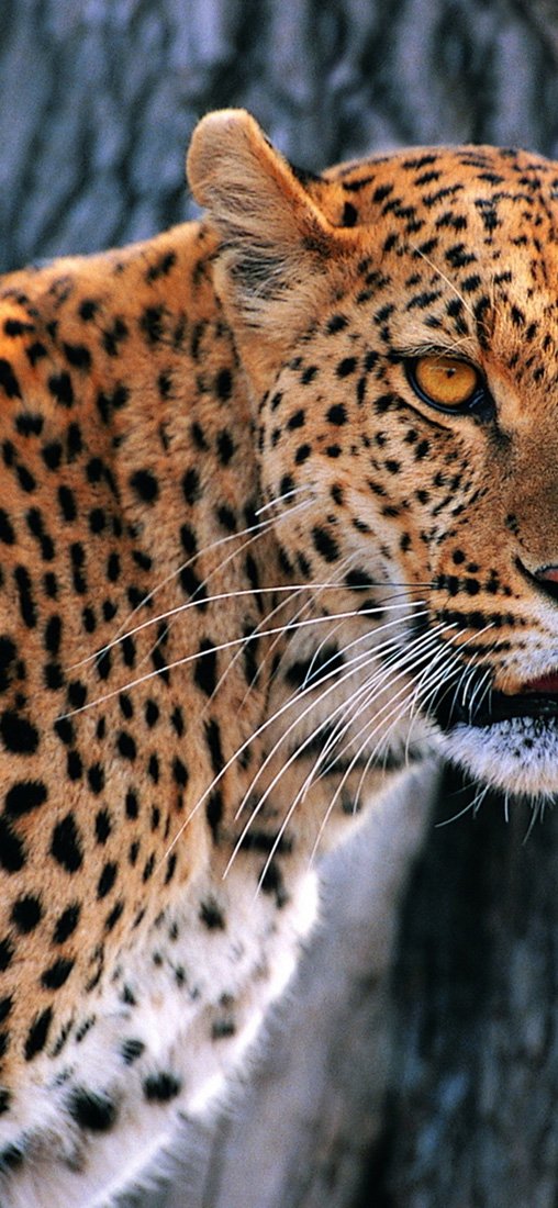 PeelitStickit Tiger, Animal Wall Murals ID-260, vinyl