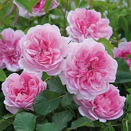 Creative Farmer Live Pink Scented Creeper Rose Plant B