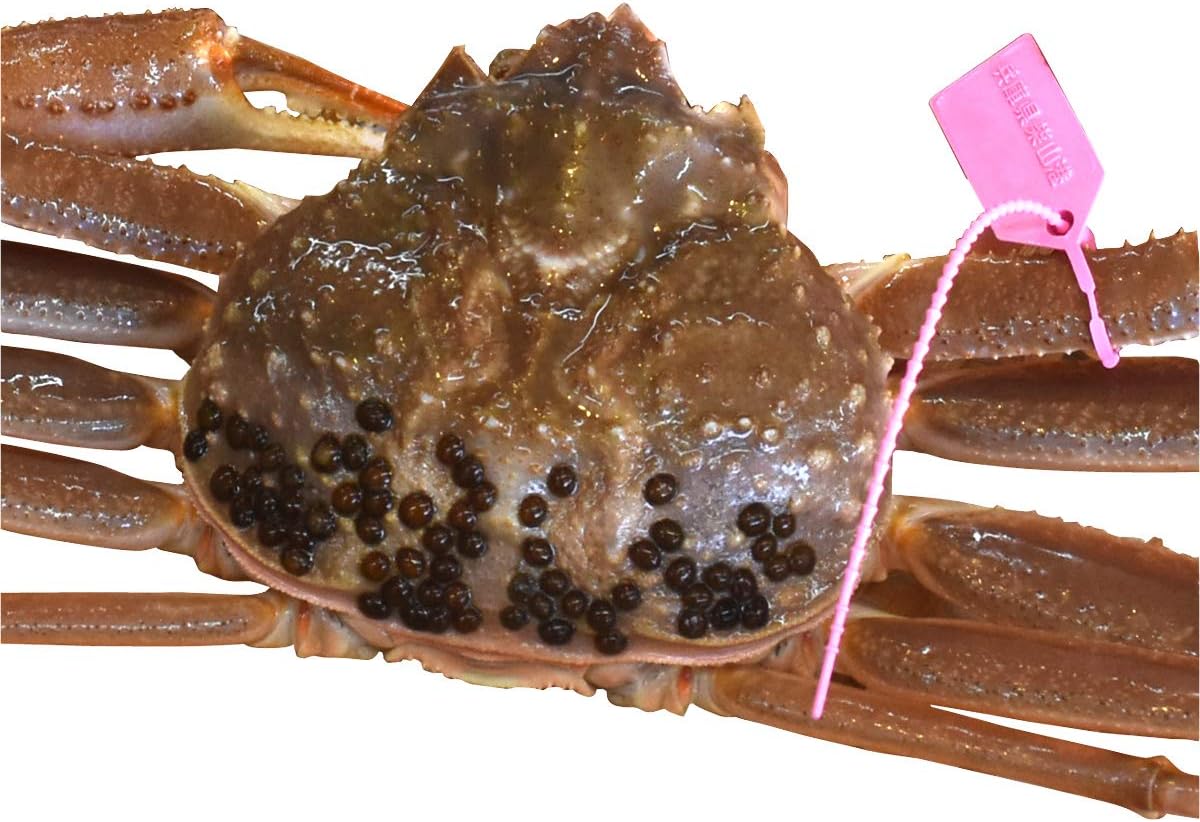 松葉ガニ 生 タグ付き 活 松葉蟹 700 800g 1杯 生きたまま 産地直送 新鮮 ズワイガニ 産地証明 タグ付 兵庫県 山陰 浜坂 柴山 津居山 香住 水揚げ 日本海 ブランド かに お歳暮 年末年始 忘年会 新年会 お正月 贈答用 自宅用 産直 お取り寄せ Amazon