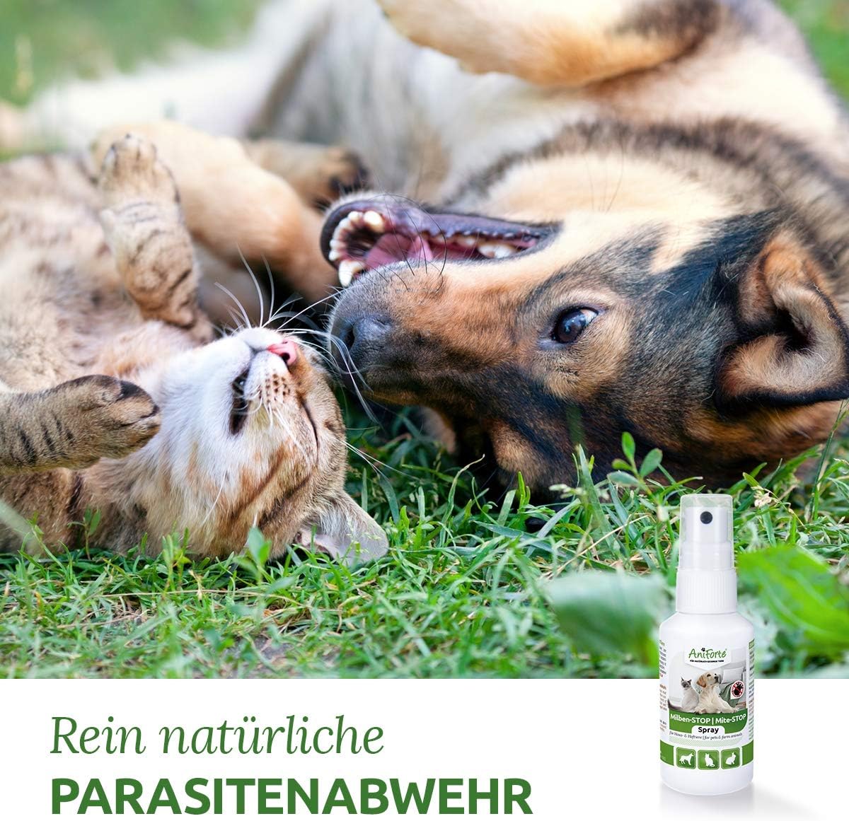 Nur Ein Flüstern Das Ohr Der Katze Katze Du