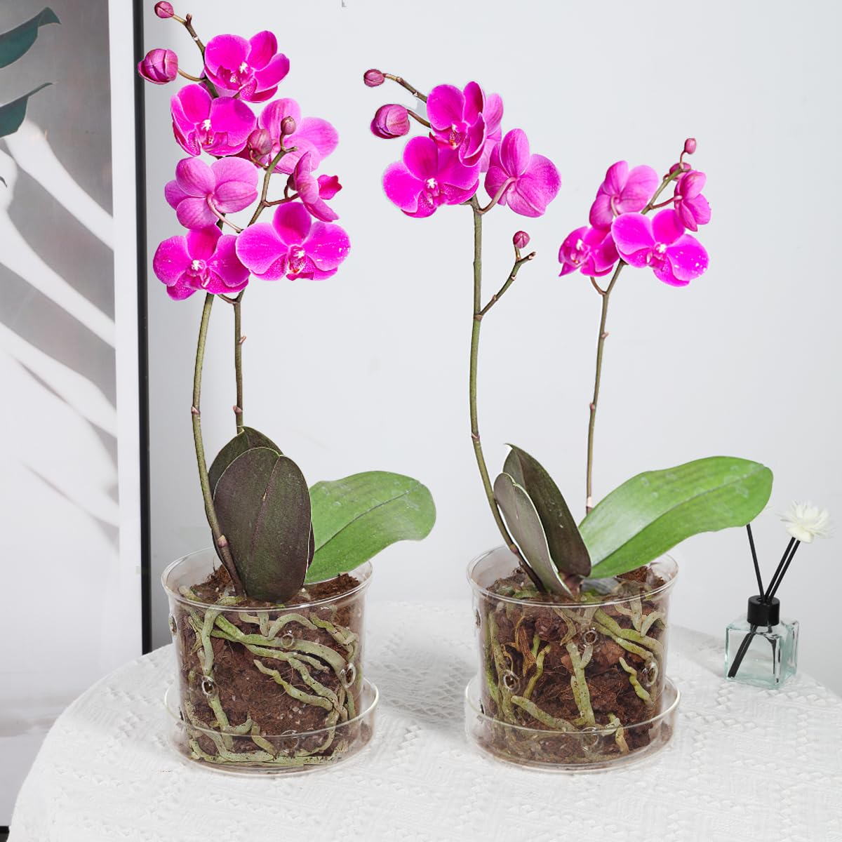 Photo 1 of MIBUNG 2Pcs Orchid Pots with Holes and Tray, Transparent Glass Planter for Orchids with Drainage Hole&Saucer, Orchid Planter for Repotting, Pots for Indoor Flower Plants(5.8inch)