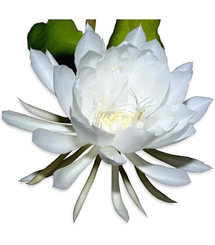 Night Blooming Cereus Cactus – Epiphyllum Oxypetalum Rooted Plant In 4” Pot