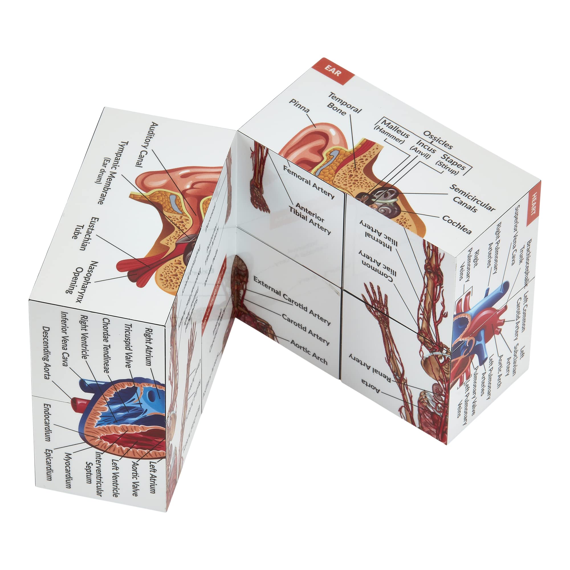 Human Anatomy Study Cube | Study 9 Parts of The Human Body | Perfect Anatomy Revision Guide | Addictive Anatomy Model Cube | Great Gift for Nurse, Dentist, Medical Students