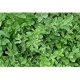 Heirloom Marjoram Herb Seed