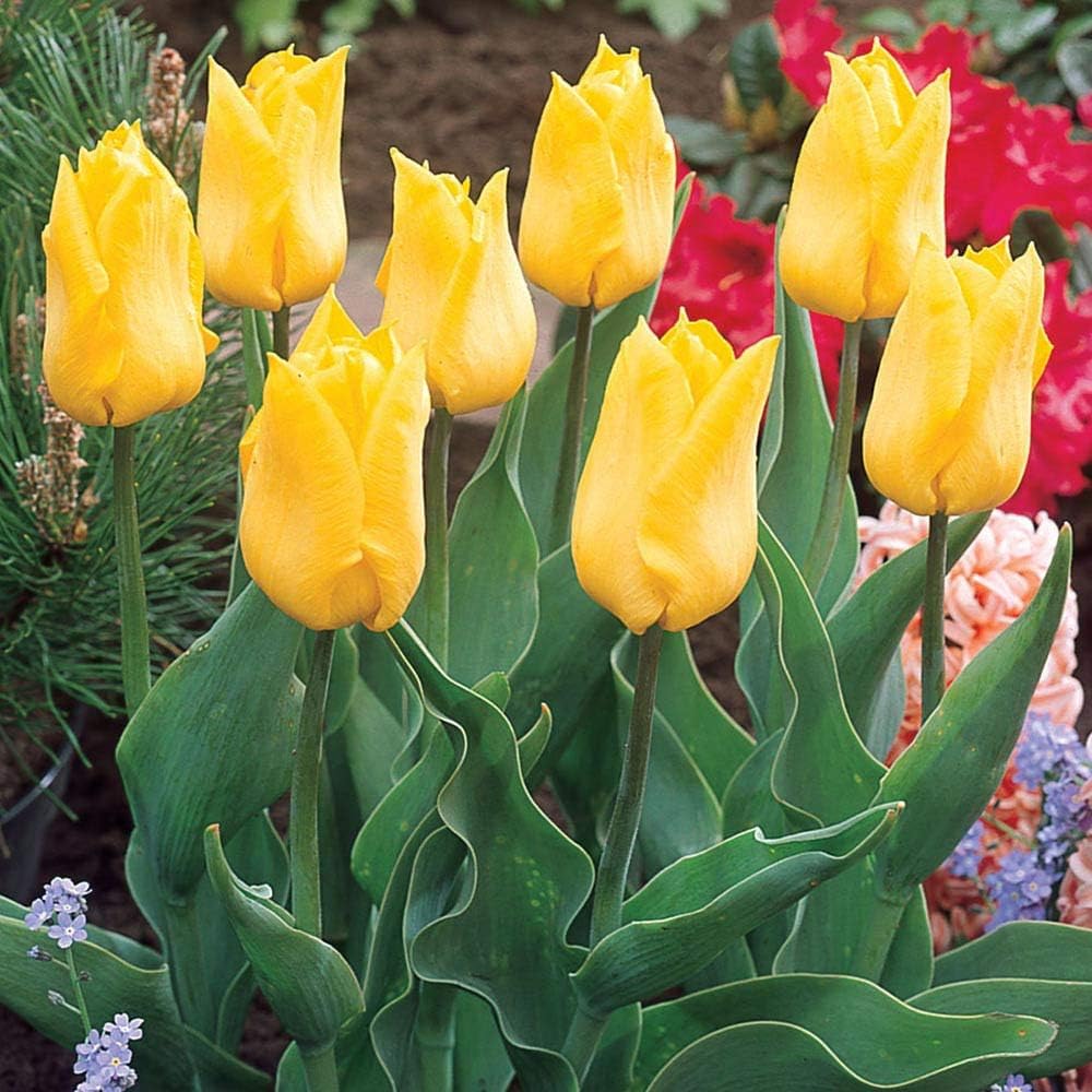 Viridis Hortus - 20 x Yokohama Single Early Tulip Bulbs - Available in Packs of 10, 20, 30 & 40 (We ONLY Ship This Item with-in UK)