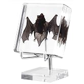 Taxidermy Bat, Real Bat Specimens Animal Specimen in Resin with Acrylic Base Display Stand for Science Classroom Science Education.Gothic Gift for Fans of Taxidermy, Animal Skull, Oddities, Biology