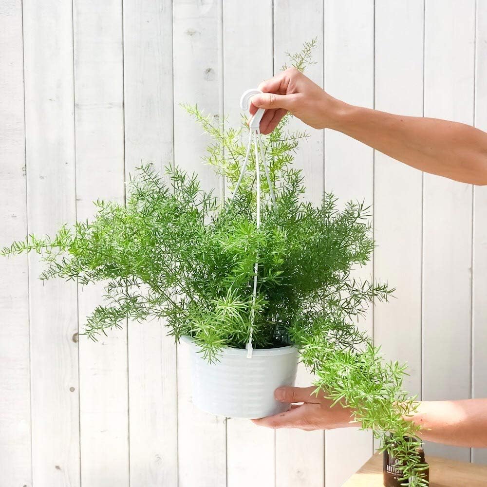 Amazon Co Jp 観葉植物 アスパラガス スプレンゲリー 6号吊り鉢 育て方説明書付き Asparagus Densiflorus Sprengeri スギノハカズラ ホーム キッチン
