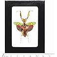 BicBugs Creobroter gemmatus Real Framed Pink Praying Mantis Indonesia