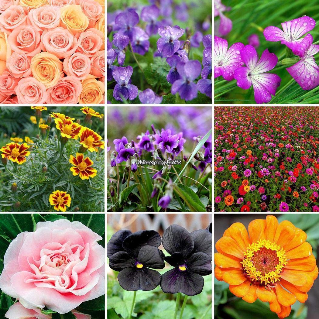 AGROBITS Tipo 1: 30Pcs Cultivar un huerto casero balcón en Maceta ...