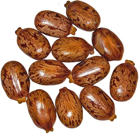 Giant Zanzibar Castor Bean 7 Seeds -Ricinus- Green Leaf Garden, Lawn, Supply, Maintenance: Amazon.ca: Patio, Lawn & Garden