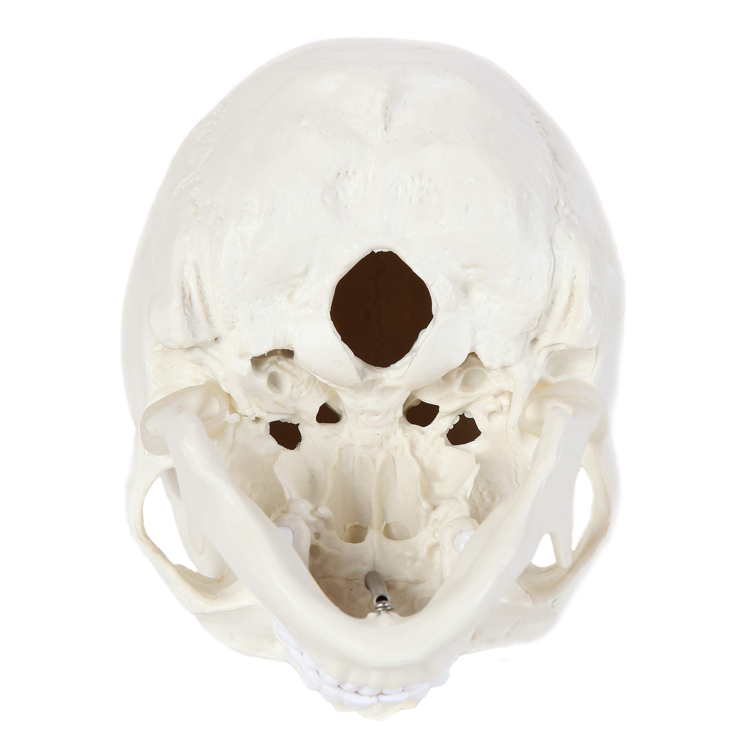 Mua Anatomy Lab Human Skull Model, 3 Part Life Size Anatomical Human ...