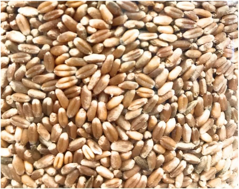 Central Milling, Wheat Berry Red Hard Winter Organic