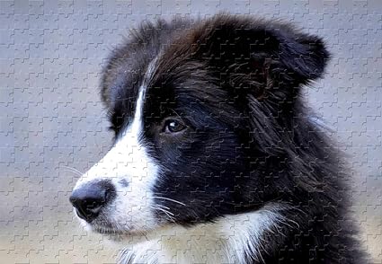juegos para border collie