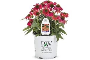 GREEN PROMISE FARMS Proven Winners - Echinacea LAKOTA 'Santa Fe' (Coneflower) Perennial, pink-orange flowers, 1 - Size Container, PWFPECLKSF