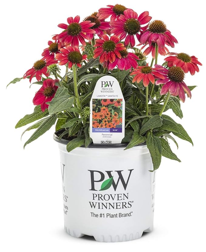 Proven Winners Echinacea LAKOTA 'Santa Fe' (Coneflower