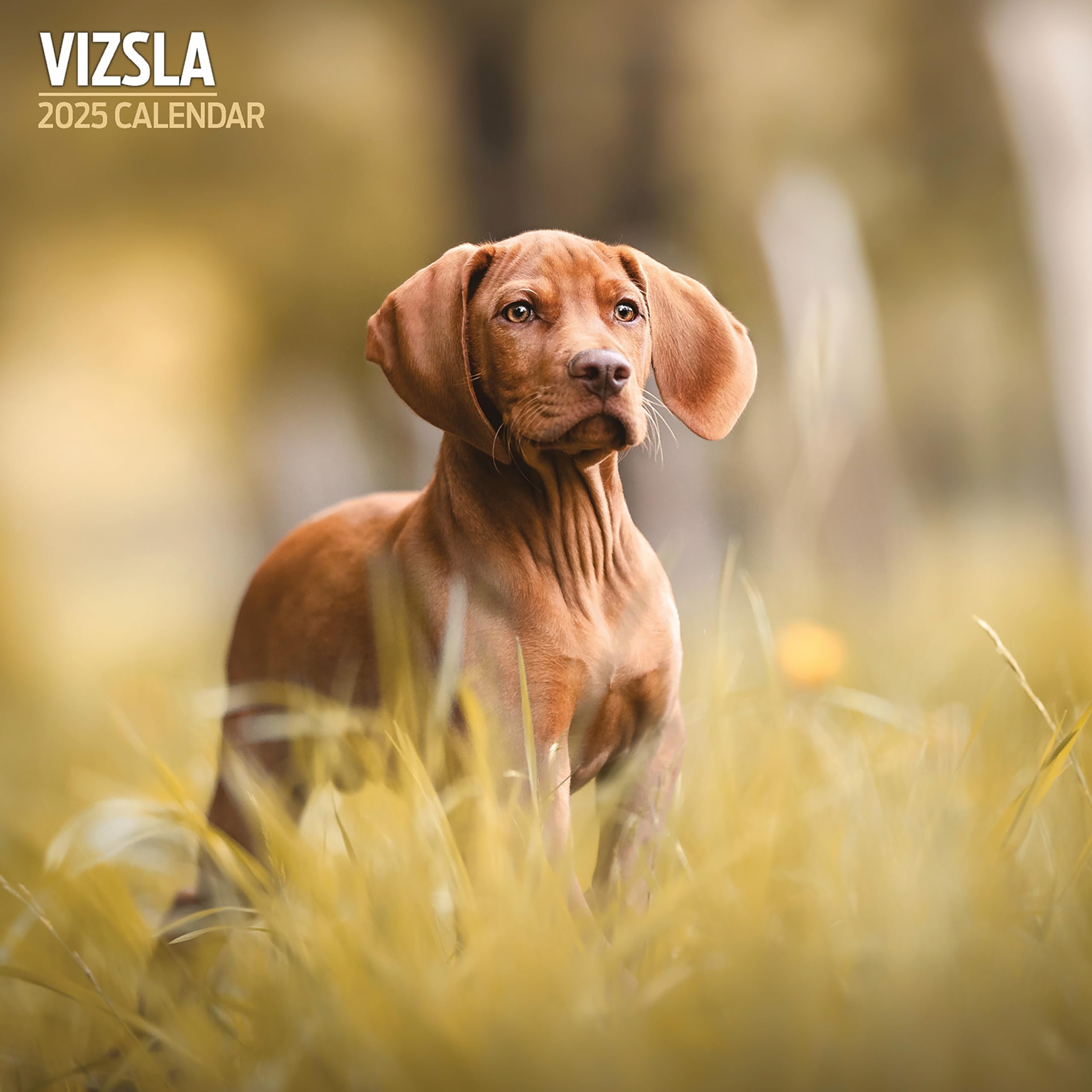 Vizsla 2025 Traditional Calendar