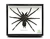 Real Giant Bird Eating Tarantula EURYPEIMA SPINCRUS Spider Taxidermy ...