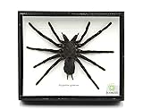 Real Giant Bird Eating Tarantula EURYPEIMA SPINCRUS