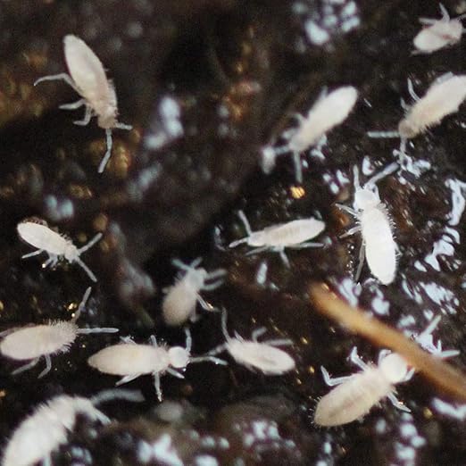 Springtails Starter Colony Clean up Crew for Terrarium (500