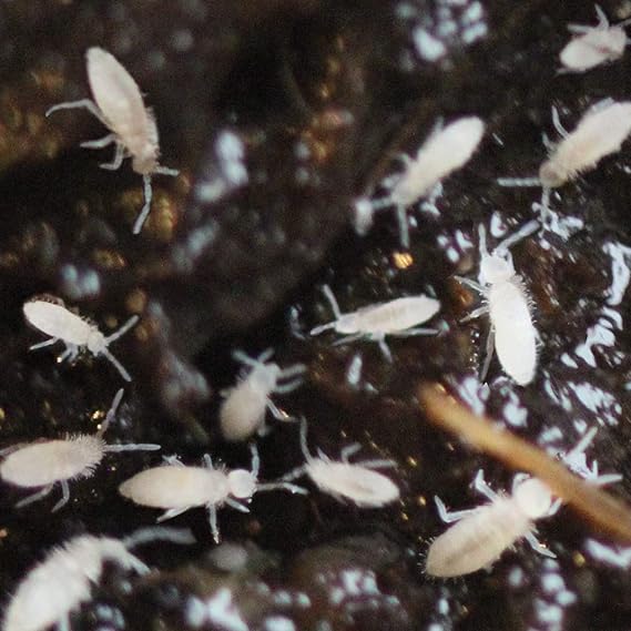 Springtails Starter Colony Clean up Crew for Terrarium (500