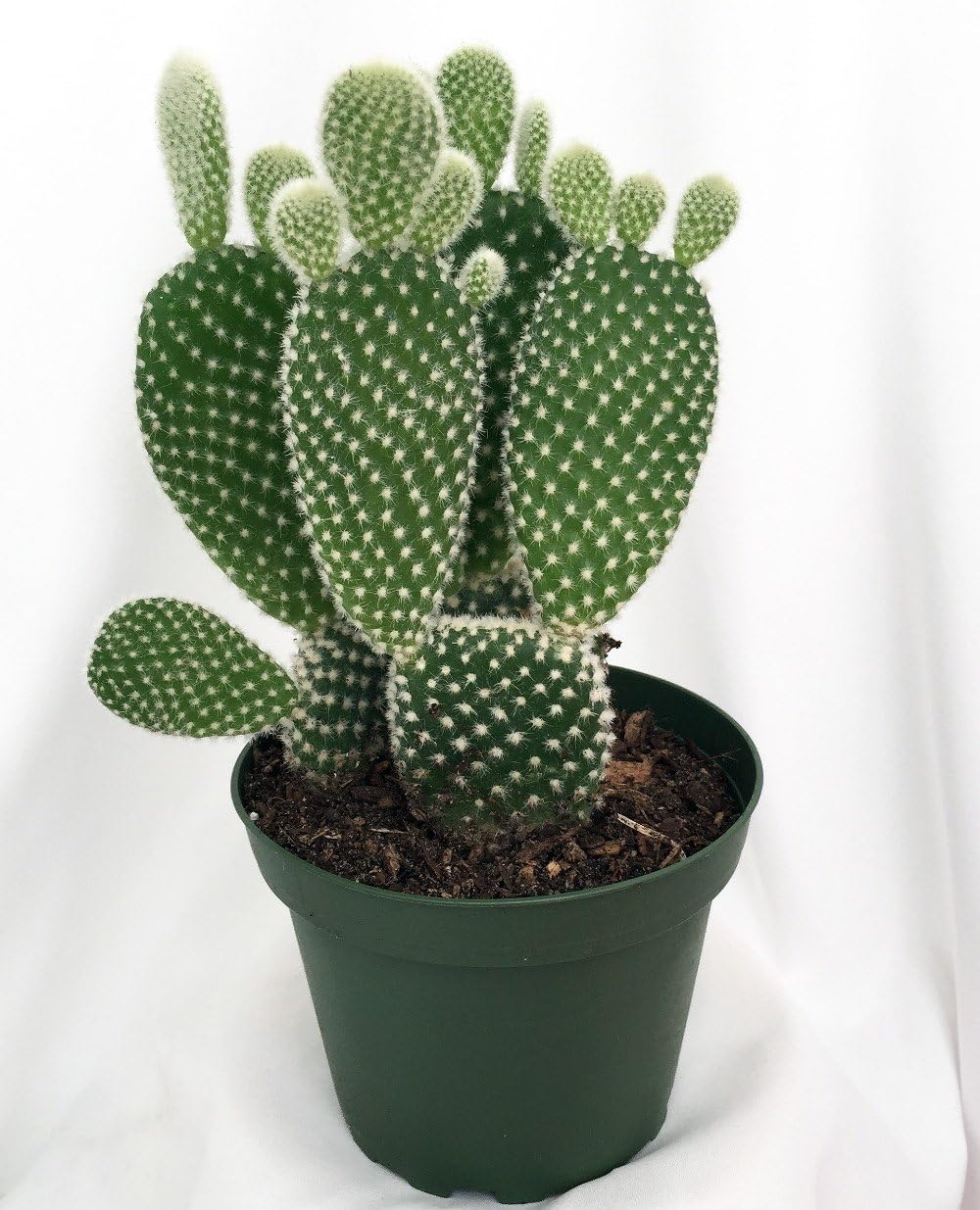 Amazon Com Angel Wings Cactus Opuntia Microdasys Alba Easy 4 Pot Garden Outdoor