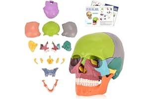SimCoach Human Skull Model - 15 Parts Exploded Anatomy, Mini Anatomical Head for Medical Students, Multicolor Teaching Tool