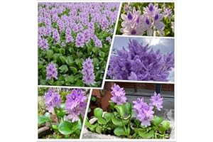 KCT GARDEN 200 Water Hyacinth Seeds for Planting Pond Plants - Aquatic Plants for Water Gardens Koi Ponds and Outdoor Decor - Vibrant Water Plants for Natural Filtration and Backyard Ponds