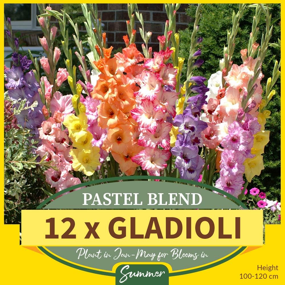 12 x Pastel Blend Gladioli Dreamy Flowers as Cut