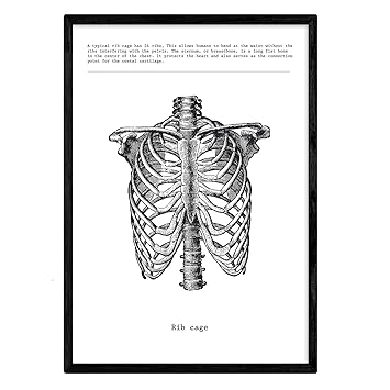 Nacnic Poster Of Ribs Anatomy Of The Human Body Muscles And Bones Films With Human Body Parts 8x11 Size Amazon In Home Kitchen