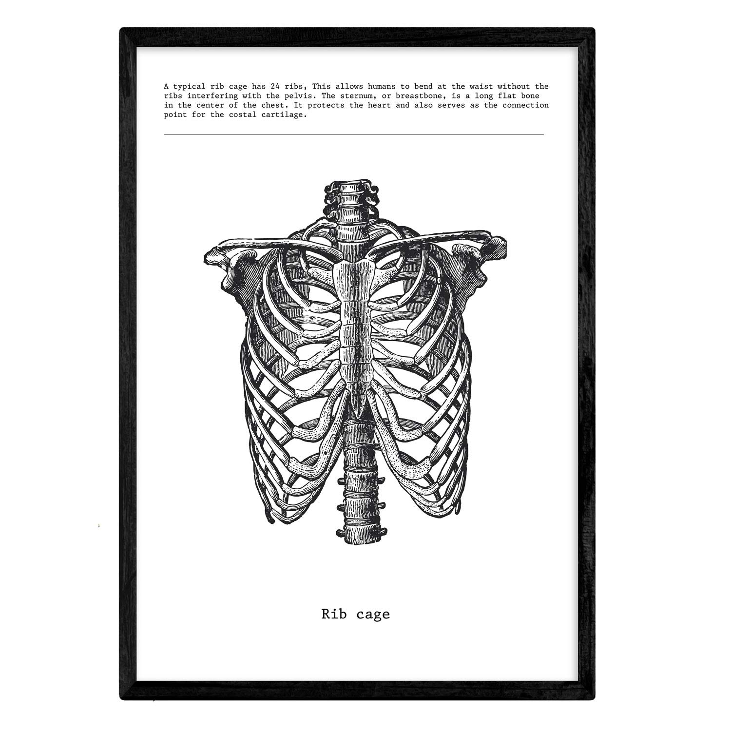 Nacnic Human Anatomy Print | Nordic style wall decoration of Ribcage | Black and White Posters of human body parts, muscle and bones | A3 size | Decor for room, walls, office, shops.