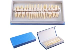 MediTrainer Dental Model Teeth Model, 28 Pieces of Two-Color Permanent Teeth with Open Pulp in Vitro Model, Suitable for Teaching Demonstration and Scientific Sesearch