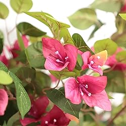 Damomo 5 Feet Artificial Bougainvillea Tree with