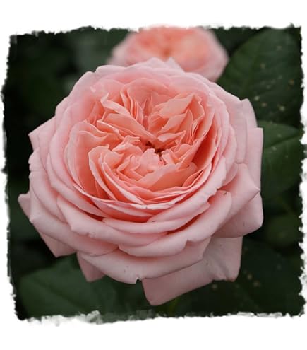 Amazon.com : Crazy Love Rose 1.5 Gallon Potted, Own Root Live