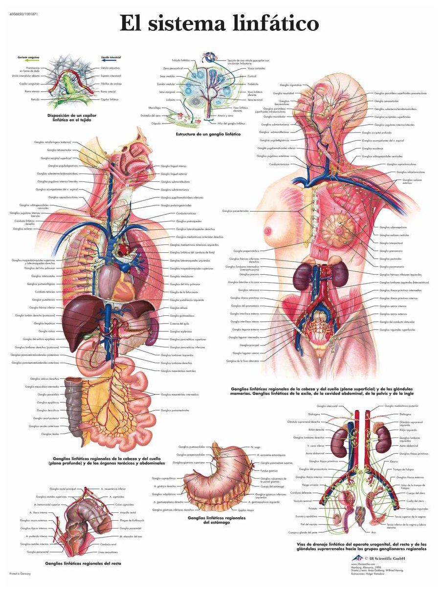 3B Scientific VR3392UU Printed On Paper, The Lymphatic System
