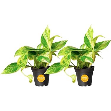 amazon plant stands indoor Multi Layer Plant Stand Modern Decoration Plant main image 1
