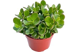 Jade Plant 4" Crassula Ovata Jade Compact Succulent Plants Live, Easy to Grow Hard to Kill Houseplant by The Succulent Cult