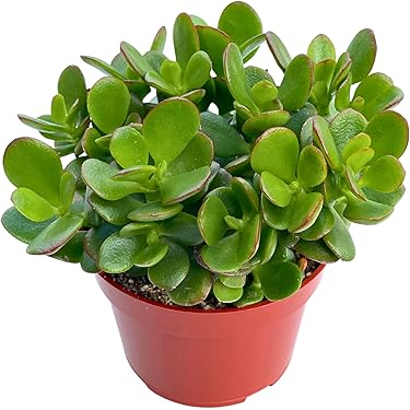 Amazon Best Sellers: Best Cacti & Succulent Plants