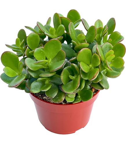 black majesty philodendron price philippines Philodendron Majesty main image 1