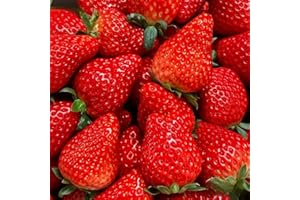 BUGGYBEDS 2000 Cream Strawberry Seeds - Richly Sweet & Tender Texture, High-Yield Potted Fruit for Home Gardens, Shade-Tolerant & Fruit-Bearing Year-Round