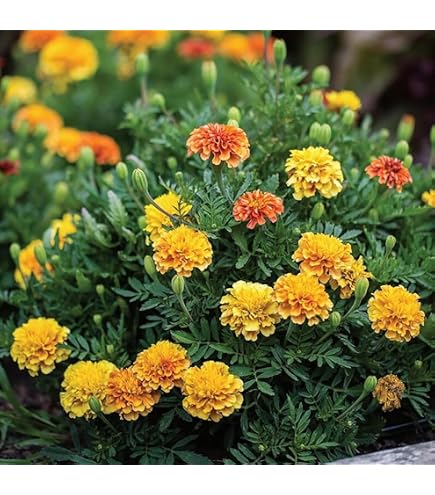 seed planter trays Riga Greenhouse Heavy Duty Seed Trays