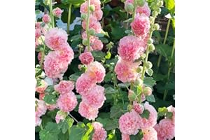 VISTATU 300+ Hollyhock Seeds Carnival Mix Giant Mallow Double Hollyhock Flowers Seed Perennial Outdoor Home Garden Flower