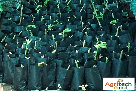 Dharti Enterprise Plastic Growing Bag, Black, 5 X 7 Inch, Small Size, 50 Pieces