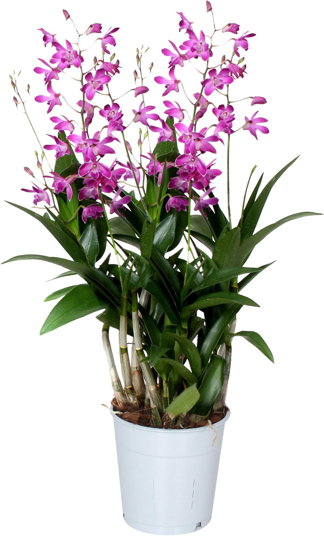 Choice of Green - Orchid Dendrobium Berry Oda - Live Indoor Plant in Growers Pot Diameter 12 cm - Height 40 cm - Quality from Holland - Fresh from The Grower