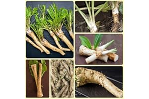 Organic Horseradish Seeds, Vegetable Seeds, Organic Horseradish Seeds, Horseradish Plant, Winter Vegetable Seeds, Exotic Balc
