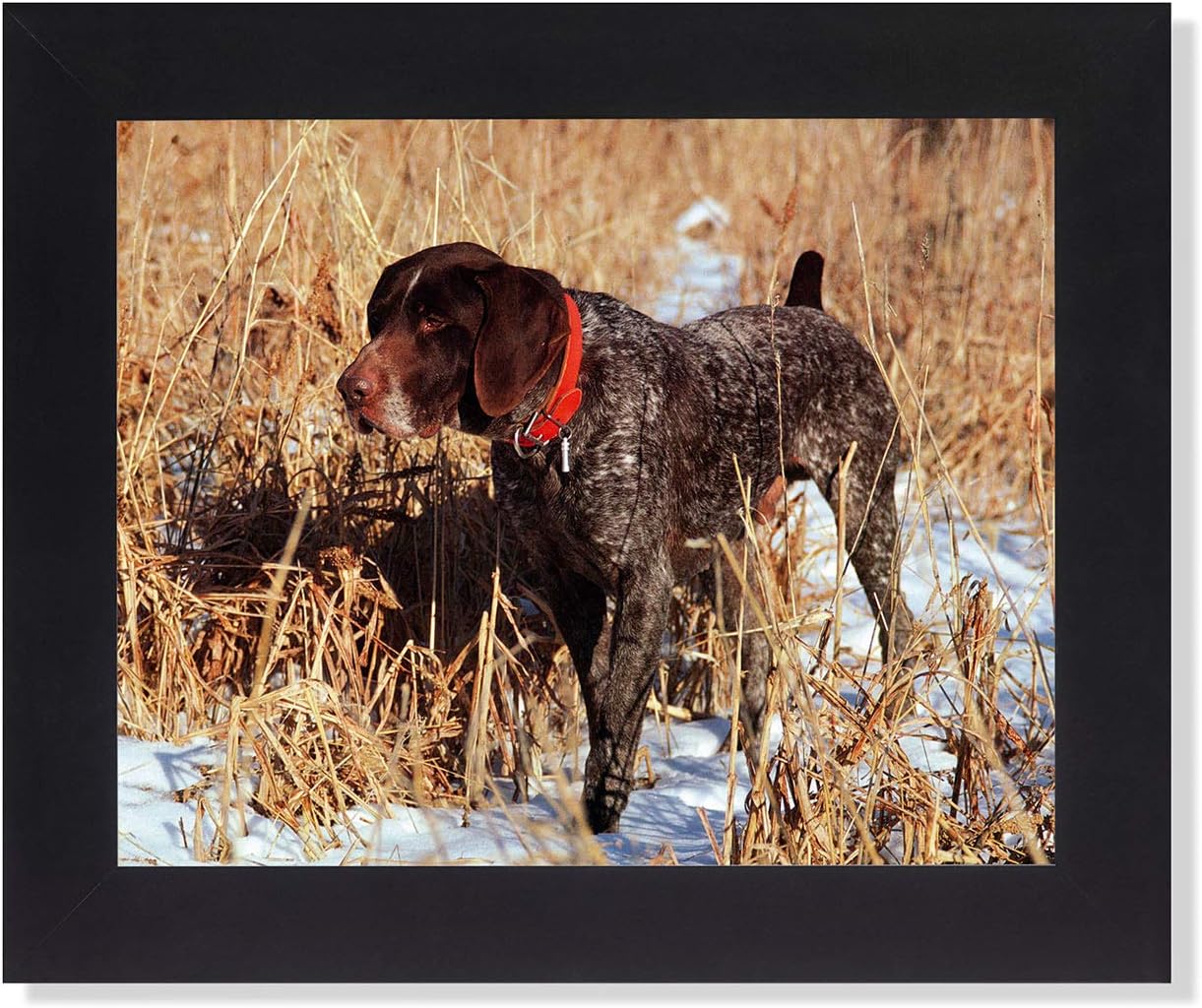 pointer puppy pictures