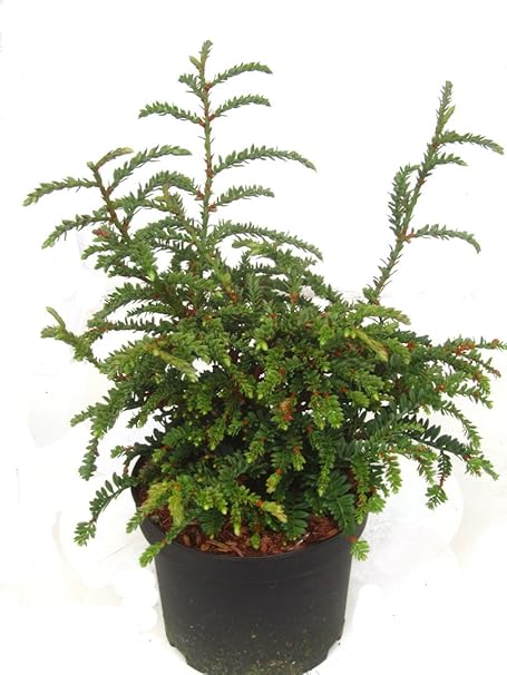 Mini Mammutbaum, Zwerg Küsten-Mammutbaum - Sequoia sempervirns