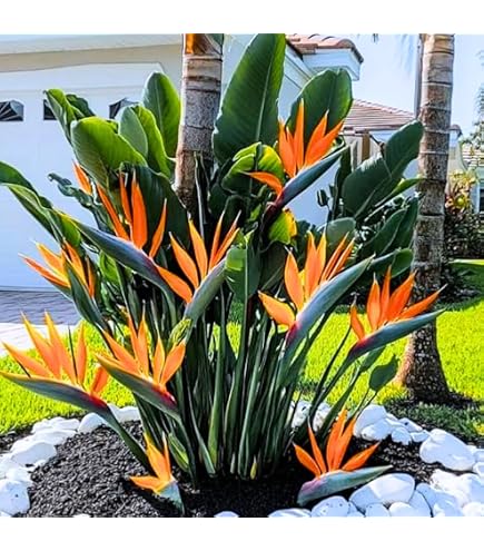 Amazon.com : Bird of Paradise - White - Strelitzia Nicholai. (2 White BoP  in Cup) : Patio, Lawn & Garden