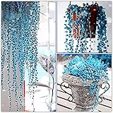 LOadSEcr's Garden 50Pcs Rare Blue Pearl Chlorophytum Seeds Non-GMO Ornamental Plants Yard Office Decoration, Open Pollinated Seeds - Blue