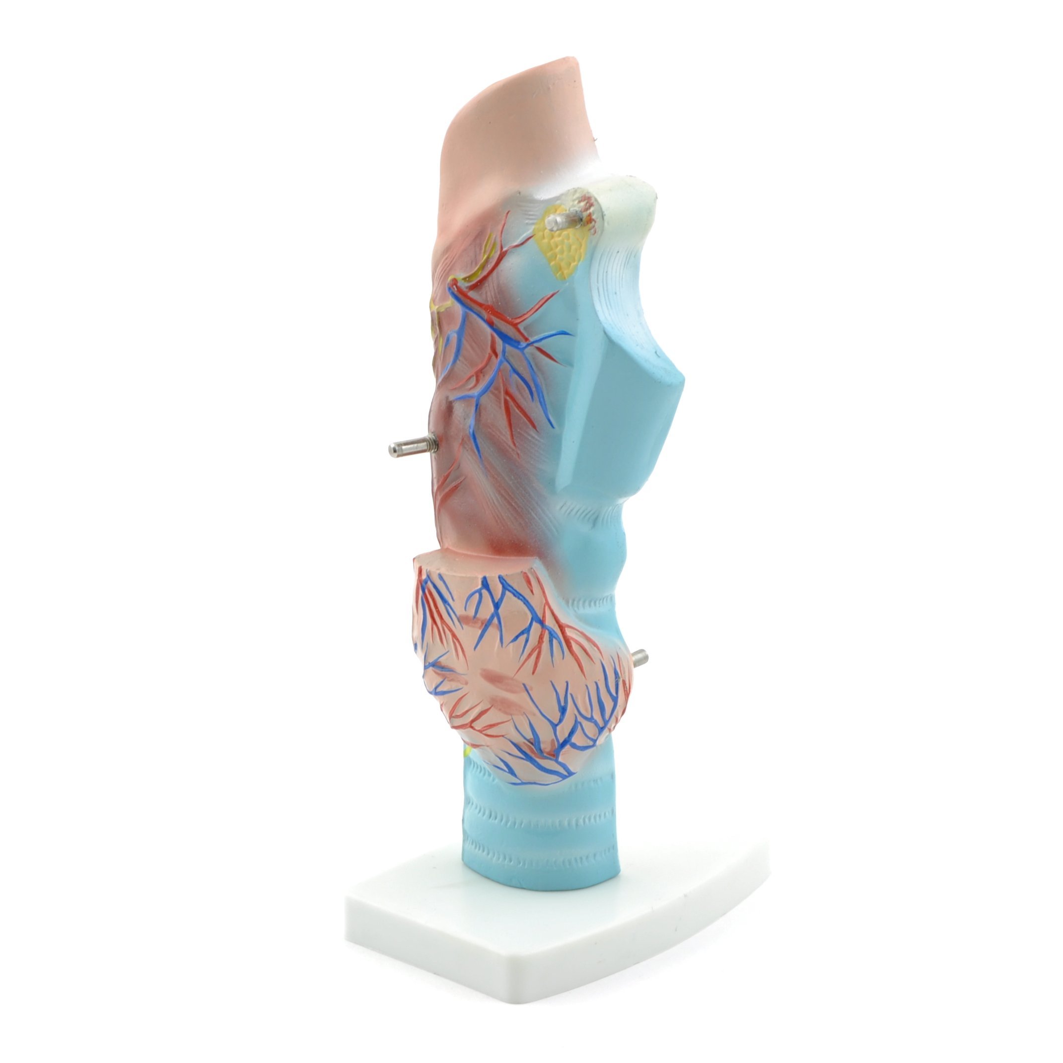 HeineScientific Larynx Model, 3-part