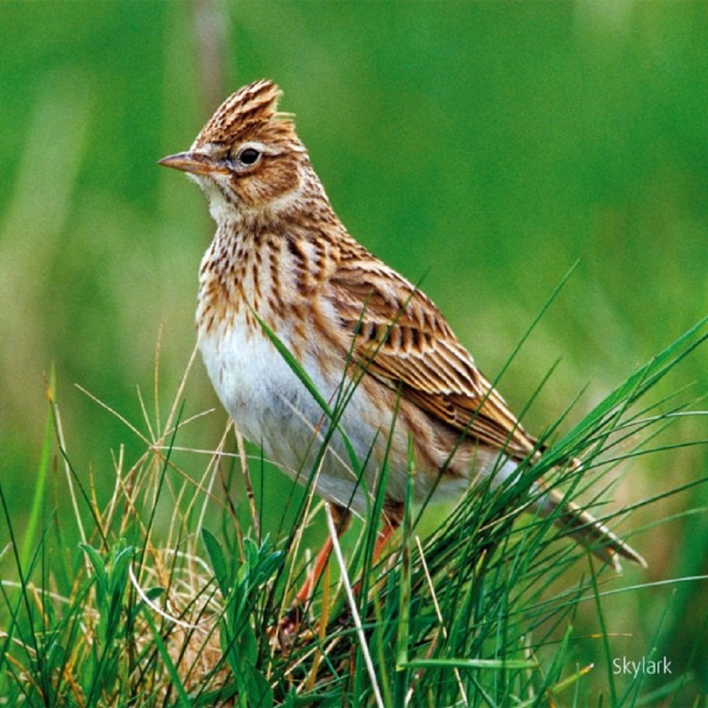 Skylark bird greeting card which plays sound when opened. A unique and fun gift idea. Blank on the inside for any occasion. Manilla envelope included.